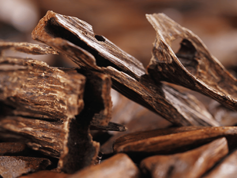 TRẦM HƯƠNG TỰ NHIÊN: TINH HOA KẾT TINH TỪ NỖI ĐAU CỦA CÂY GIÓ BẦU