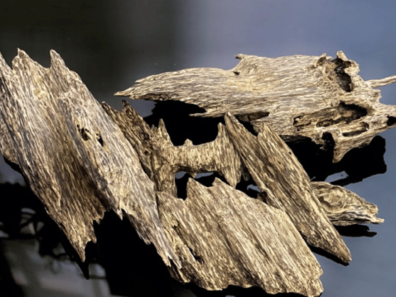 TRẦM HƯƠNG: PHÂN LOẠI TINH HOA GIỮA ĐẤT TRỜI