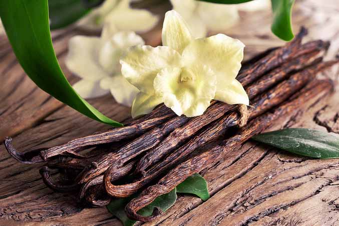 Công Nghệ Sản Xuất Hương Liệu Thực Phẩm Hương Vani