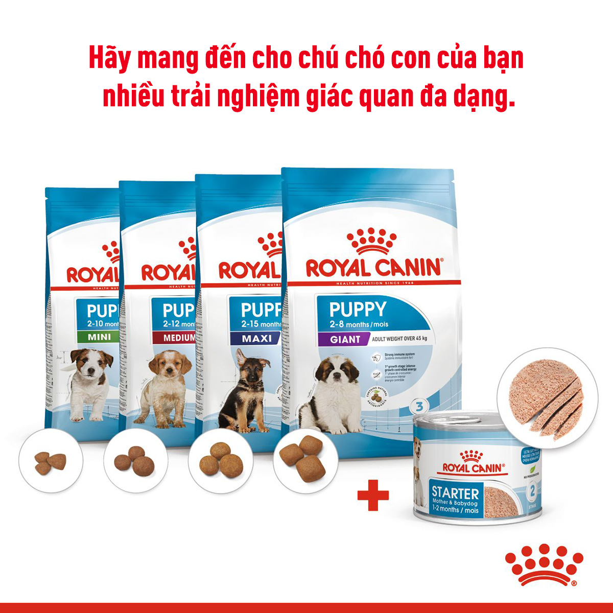 Pate cho chó Royal Canin Starter Mousse lon 195g