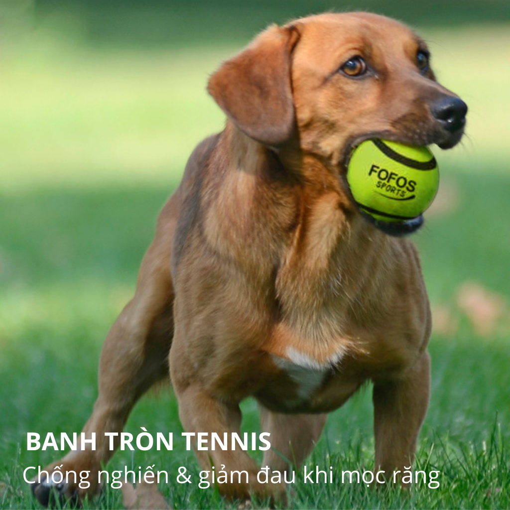Đồ chơi bóng Tennis FOFOS