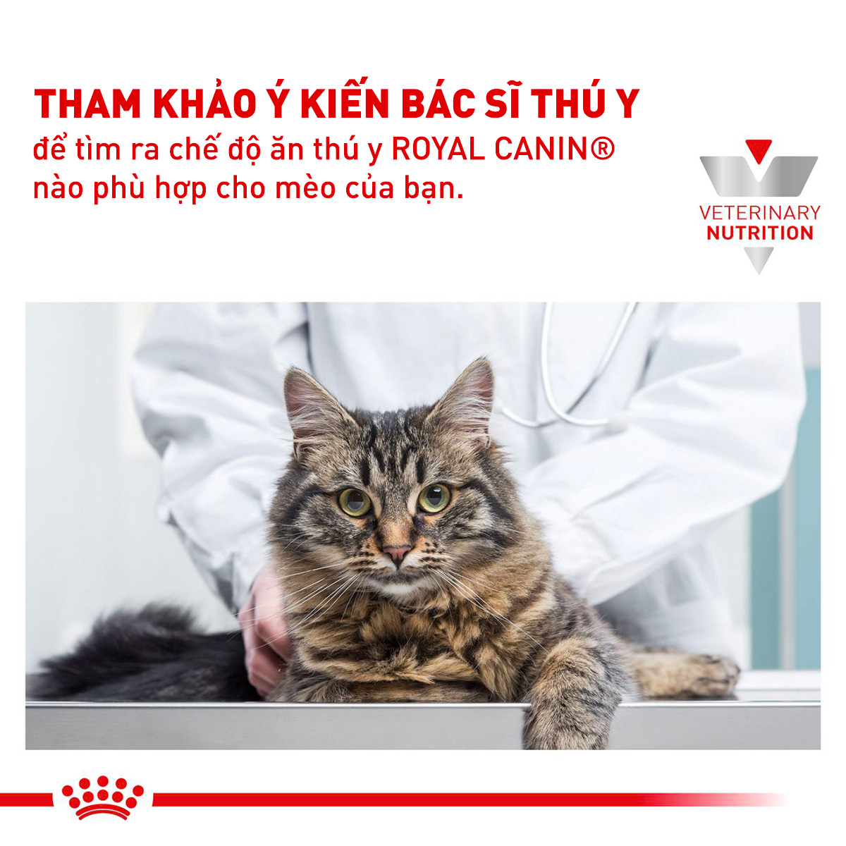 Thức ăn hạt cho mèo Royal Canin - Skin & Coat Feline 400g