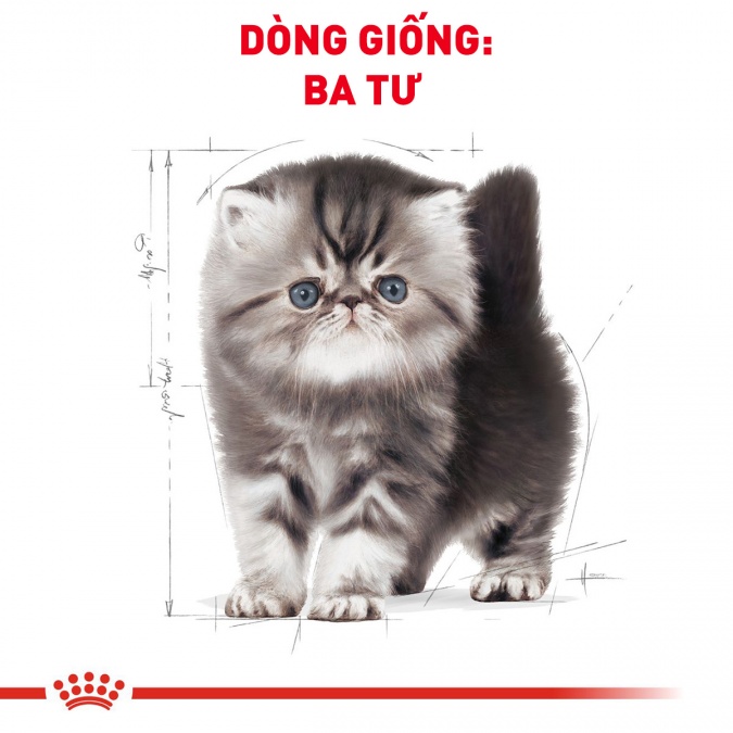 Thức ăn hạt cho mèo Royal Canin - Persian Kitten 400g