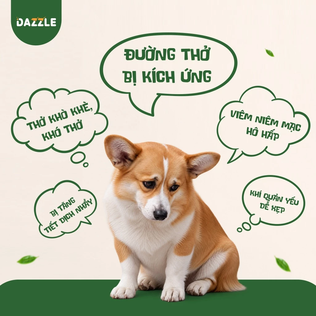 HẠT MỀM DAZZLE CHO CHÓ – HỖ TRỢ HÔ HẤP