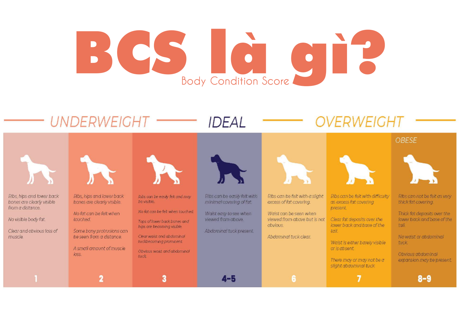 Body Condition Score (BCS) thú cưng là gì?