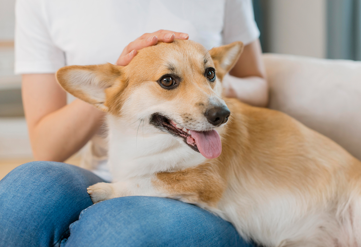Cách theo dõi thể trạng thú cưng tại nhà