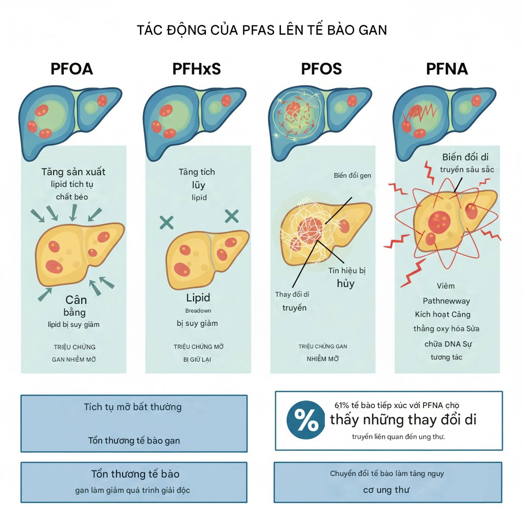Biểu đồ so sánh tác động của bốn loại PFAS lên gan