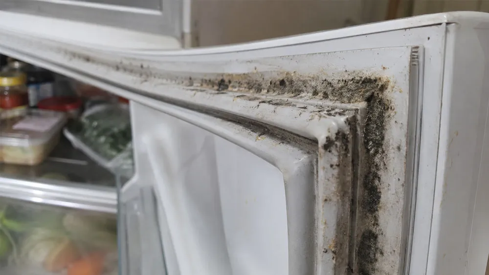Gioăng cửa tủ lạnh bám bẩn cần được làm sạch thường xuyên