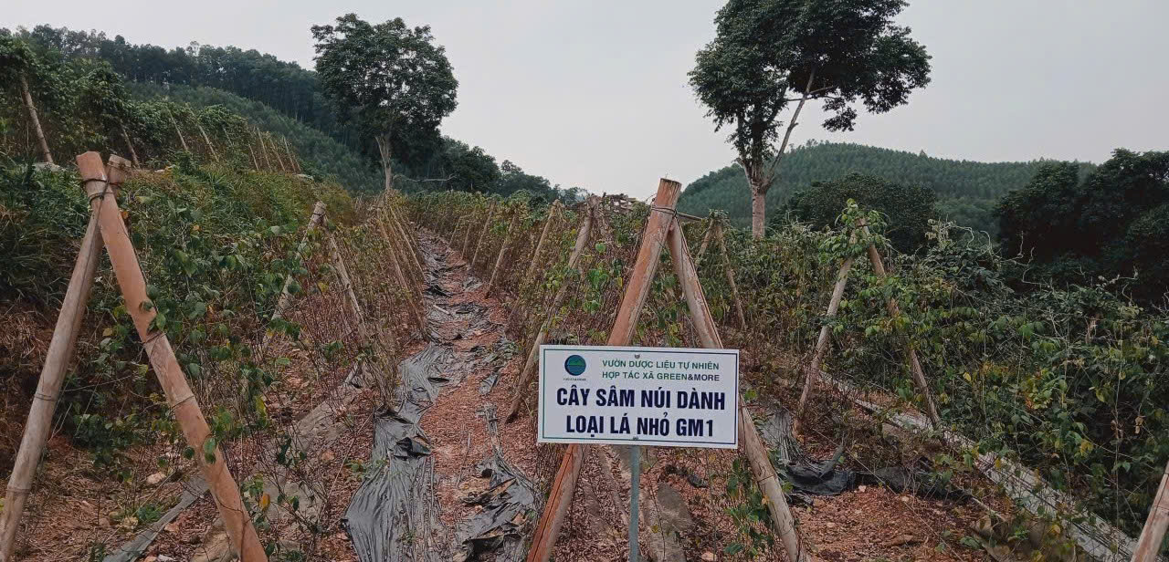 Hợp tác xã Dược liệu Green & More – Vân Hồ, Sơn La