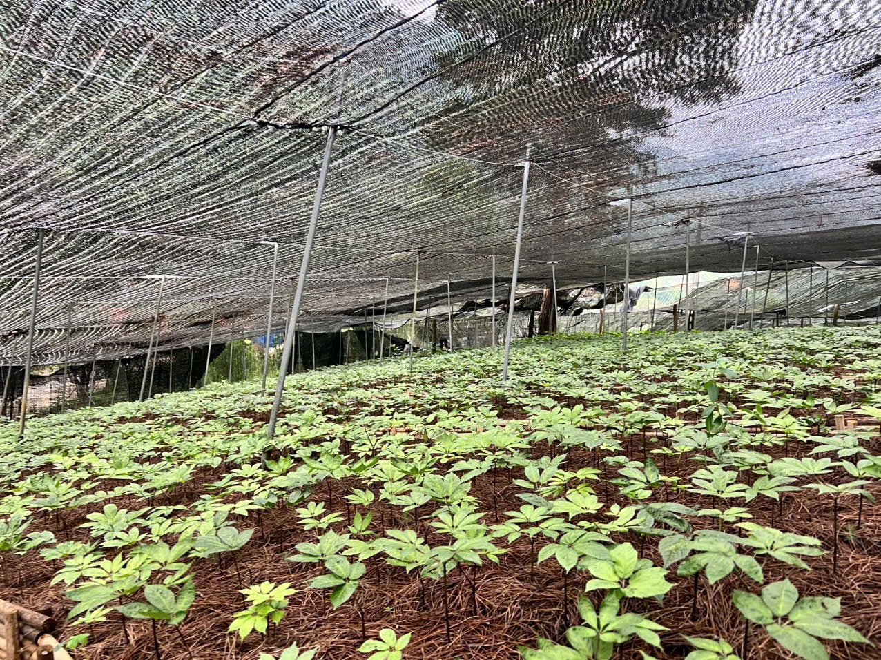 Dự án mở rộng Green & More Farm – Sơn La