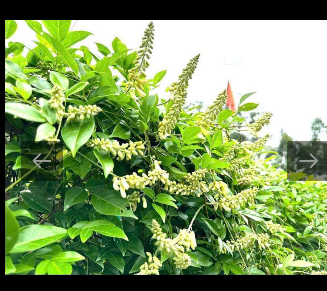 Nghiên Cứu – Chế Biến Và Phát Triển Sản Phẩm Dược Liệu