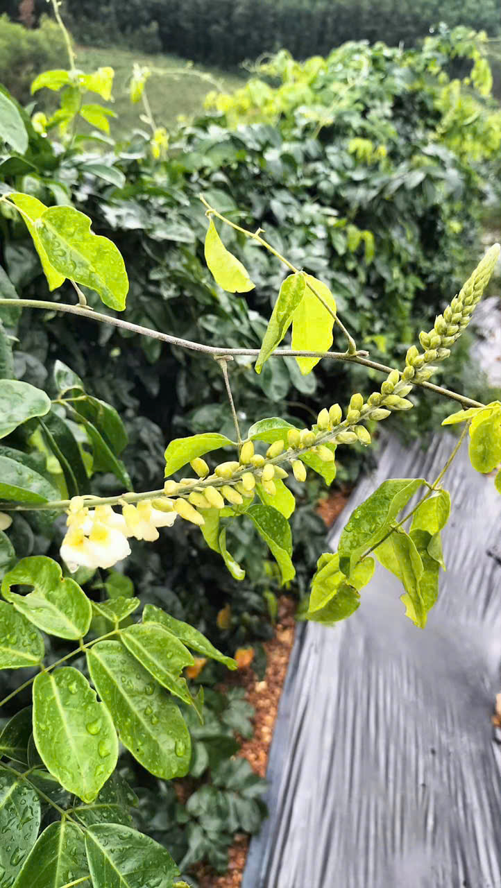 Tư Vấn Và Hợp Tác Phát Triển Dự Án Dược Liệu Xanh