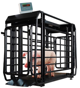 Cân động vật JWI-3100