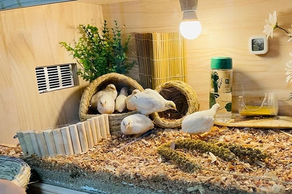 Hướng dẫn chăn nuôi gà
