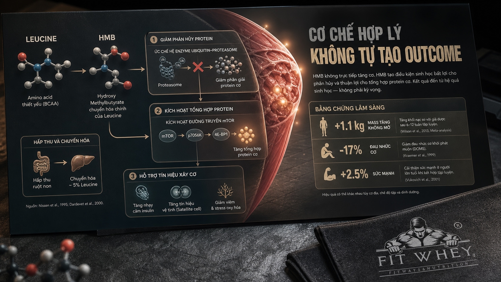 Sơ đồ hấp thu leucine, chuyển hóa thành HMB và tín hiệu mTOR trong cơ