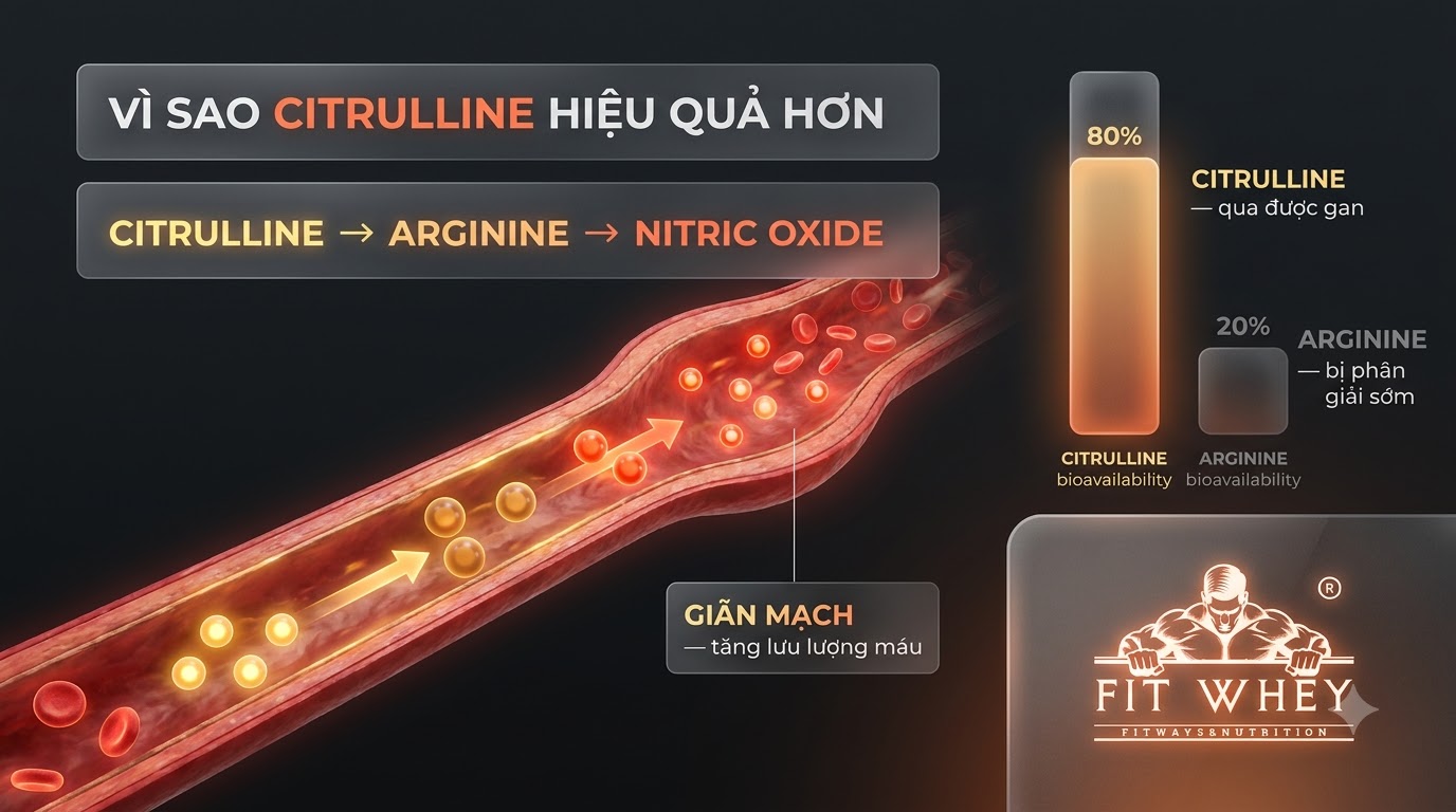 Đồ họa mạch máu giãn ra cùng các phân tử liên quan đến nitric oxide