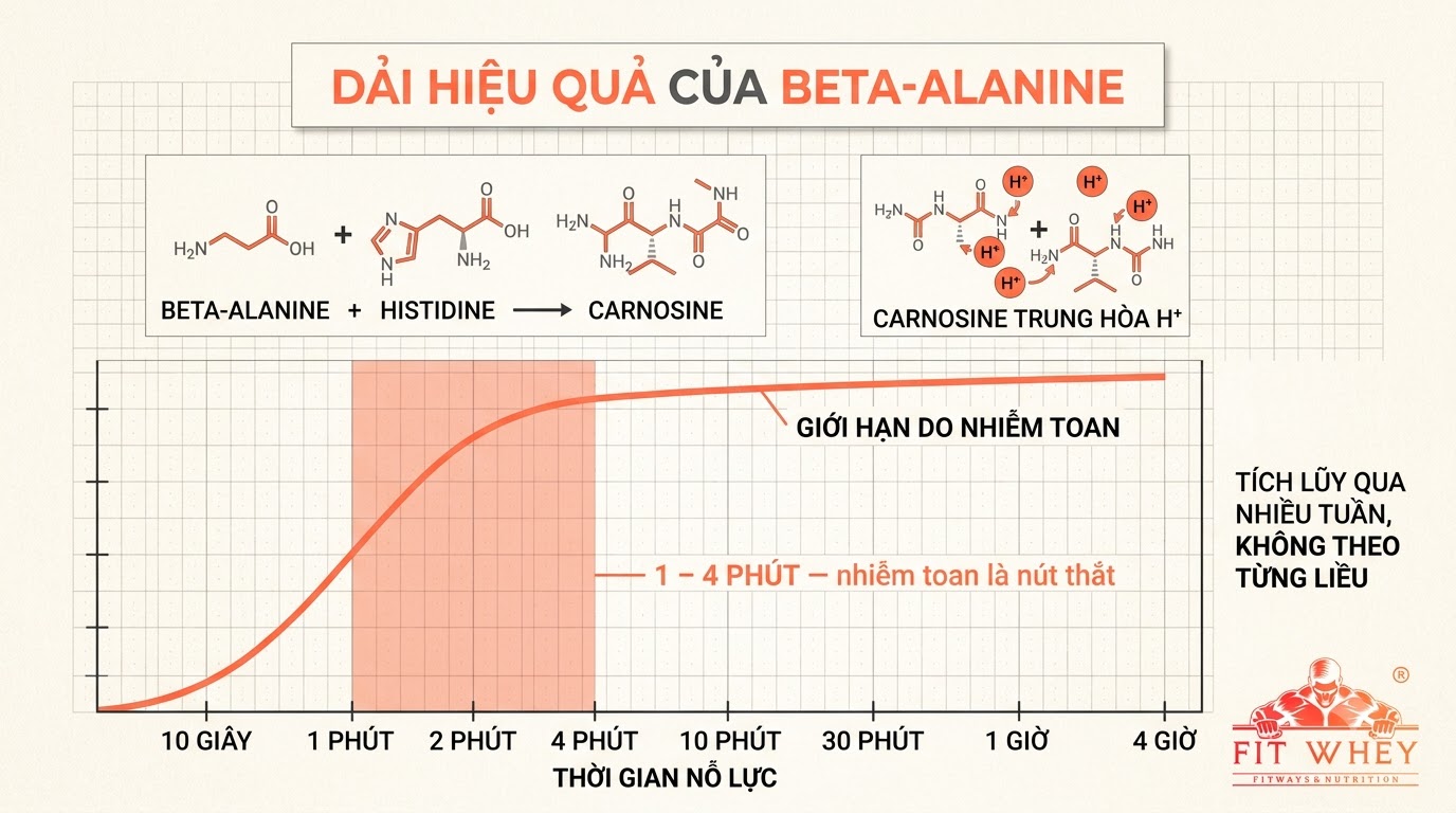 Minh họa khoa học về Beta-Alanine và carnosine trong cơ bắp