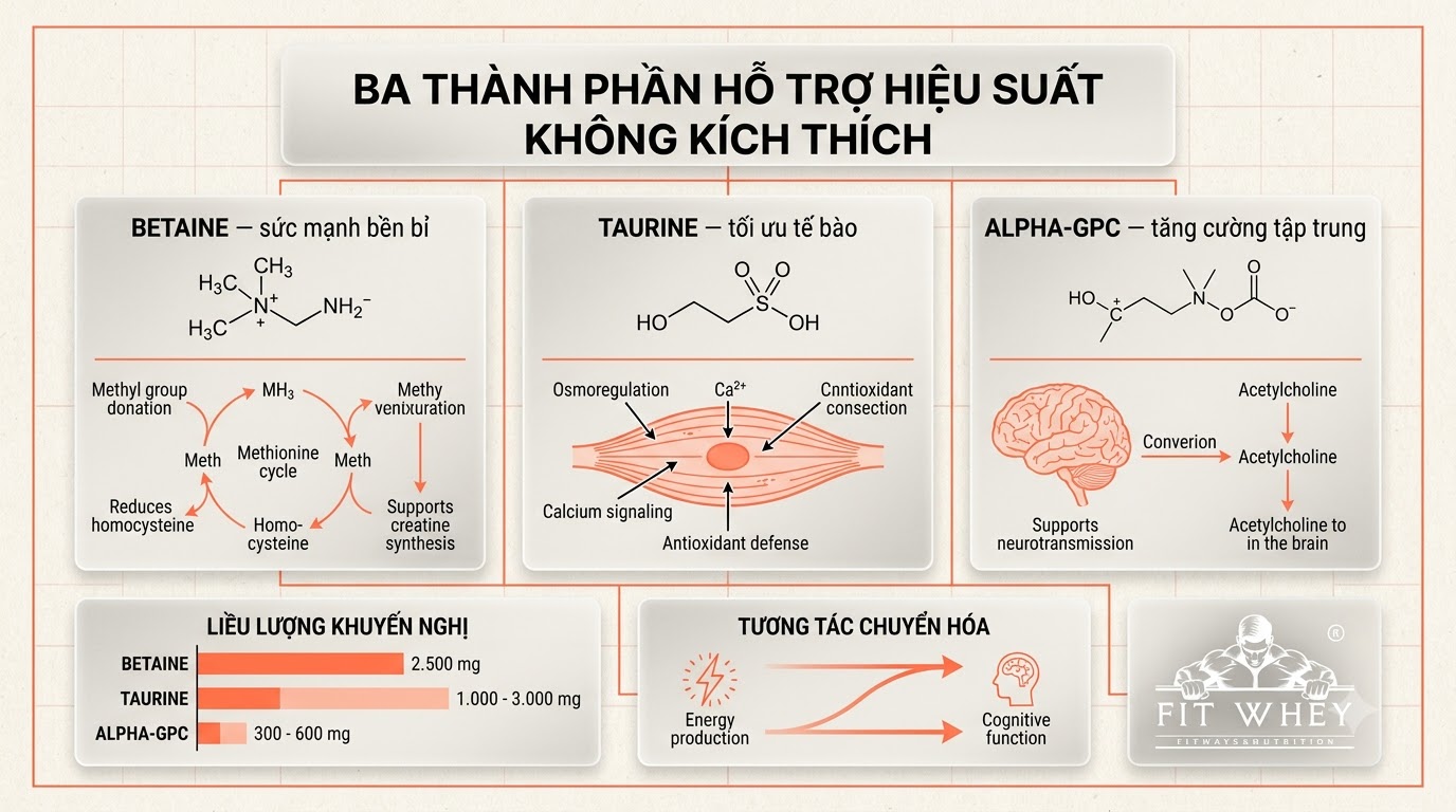 Minh họa đối chiếu Betaine, Taurine và Alpha-GPC trong công thức pre-workout