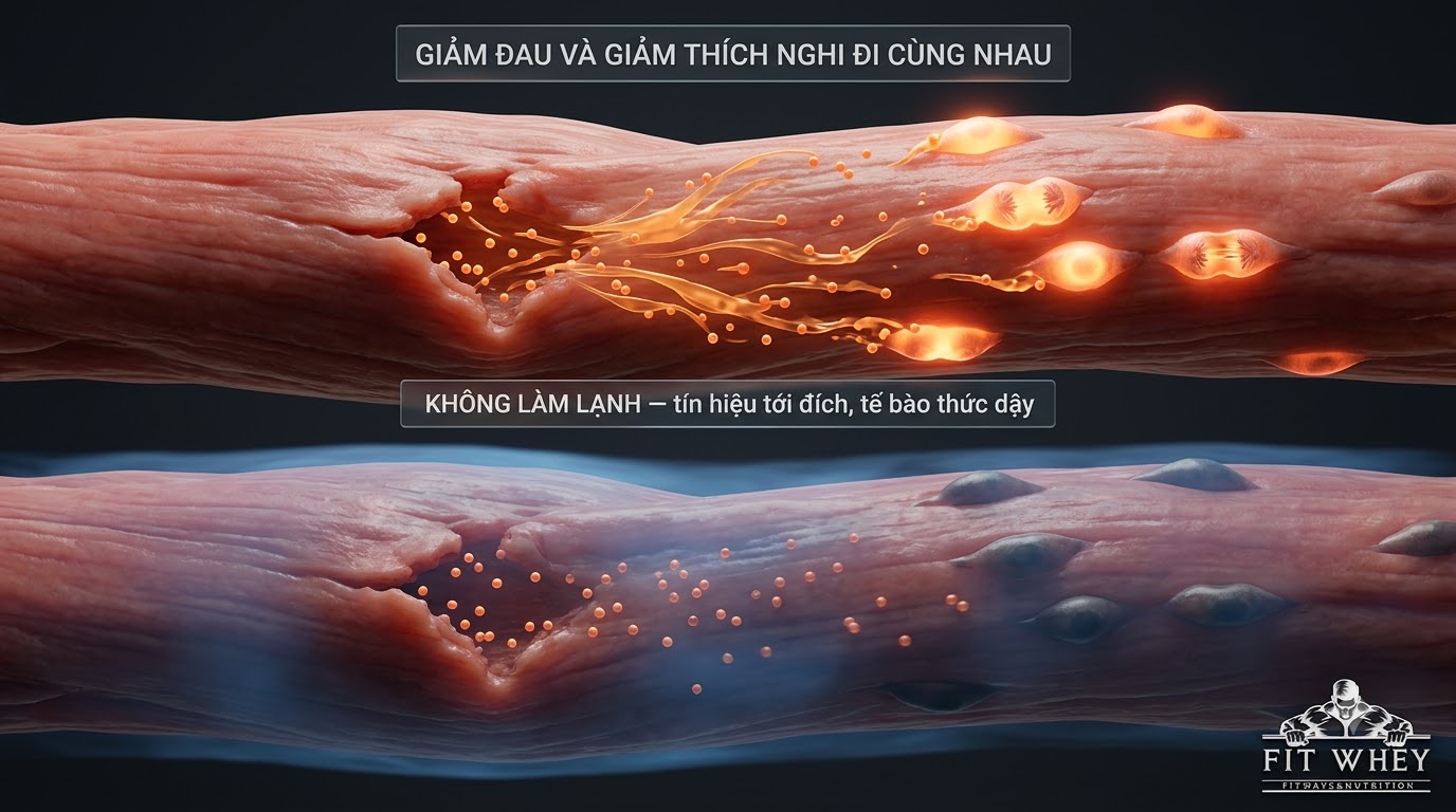 Minh họa nhiệt độ lạnh ảnh hưởng đến tín hiệu phục hồi của mô cơ