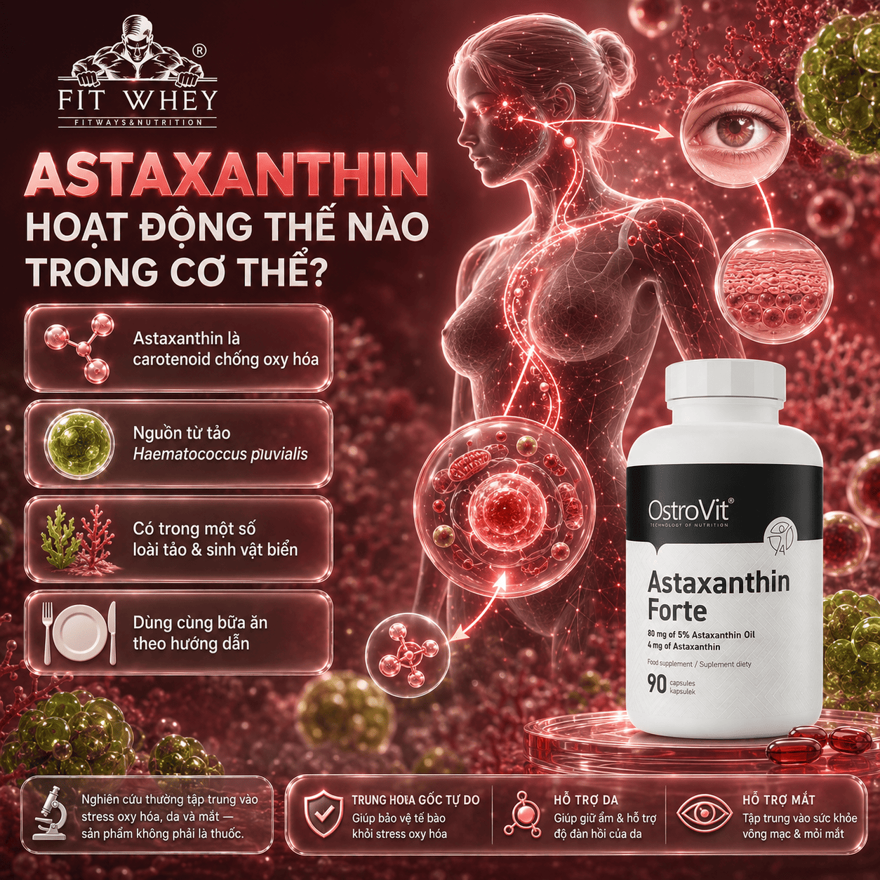 Sơ đồ cơ chế chống oxy hóa của astaxanthin từ tảo Haematococcus pluvialis