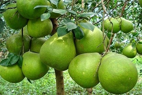 Bưởi Năm Roi