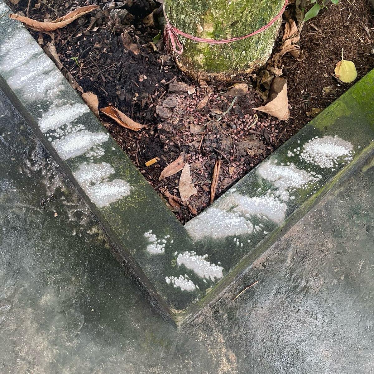 ( tẩy đa năng mạnh) combo 3 gói bột tẩy Rong Rêu, làm sạch nền xi măng, 3 gói 500g tổng 1.5kg . Tiết kiệm , làm sạch tại nhà. Pha 15 lít để tẩy rong