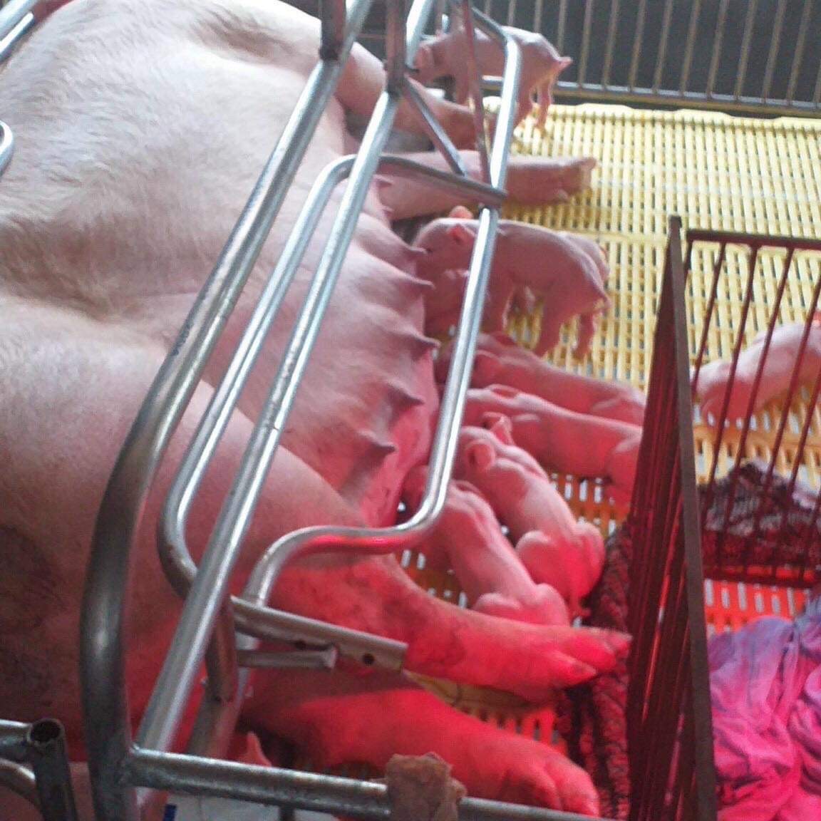 Chuồng Lợn đẻ