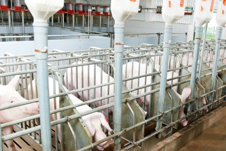 Thiết bị chăn nuôi Đườm Hà