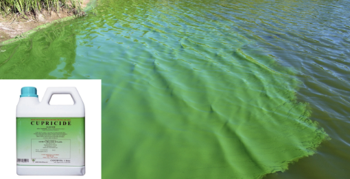 Chế phẩm đồng hữu cơ xử lý tảo ao nuôi thủy sản Cupricide® Algicide (Úc)