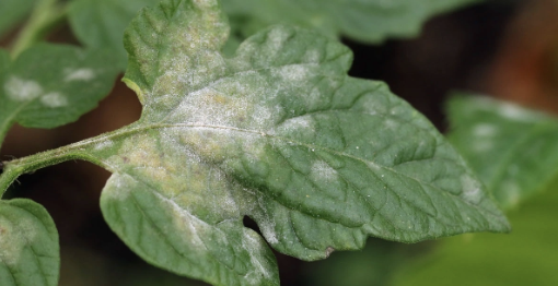 Nguyên nhân, cách xử lý và phòng ngừa bệnh mốc xám do nấm Botrytis