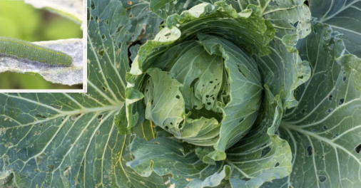 Sâu hại bắp cải và các biện pháp phòng trừ