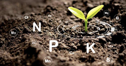 Kiến thức cơ bản về dinh dưỡng cây trồng