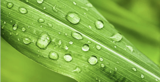 Trường hợp nào cần sử dụng phân bón lá?