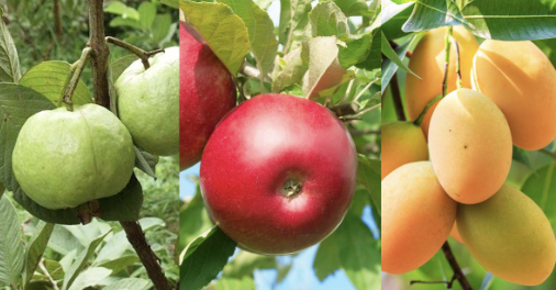 Vai trò quan trọng của vi lượng trước khi cây ra hoa, đậu quả