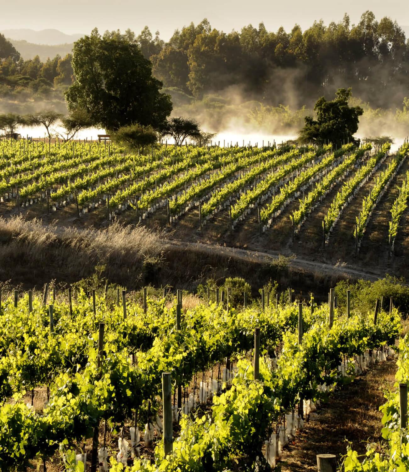 ESTACIÓN Sauvignon Blanc