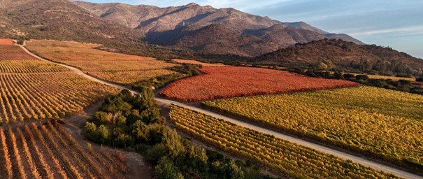 Koyle Cerro Basalto Los Lingues Vineyard