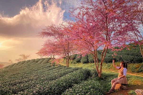 Mùa săn mây Sapa – Khi thiên nhiên vẽ nên tuyệt tác