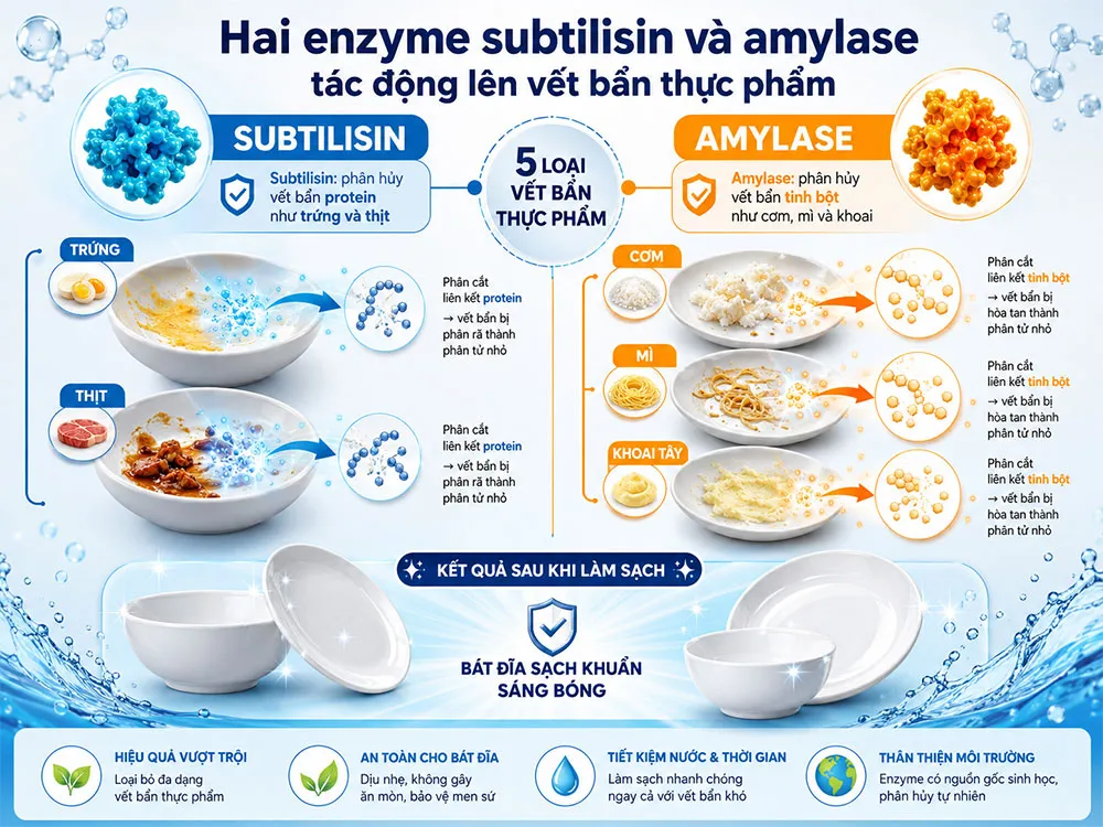 Enzyme subtilisin và amylase làm sạch vết bẩn thực phẩm