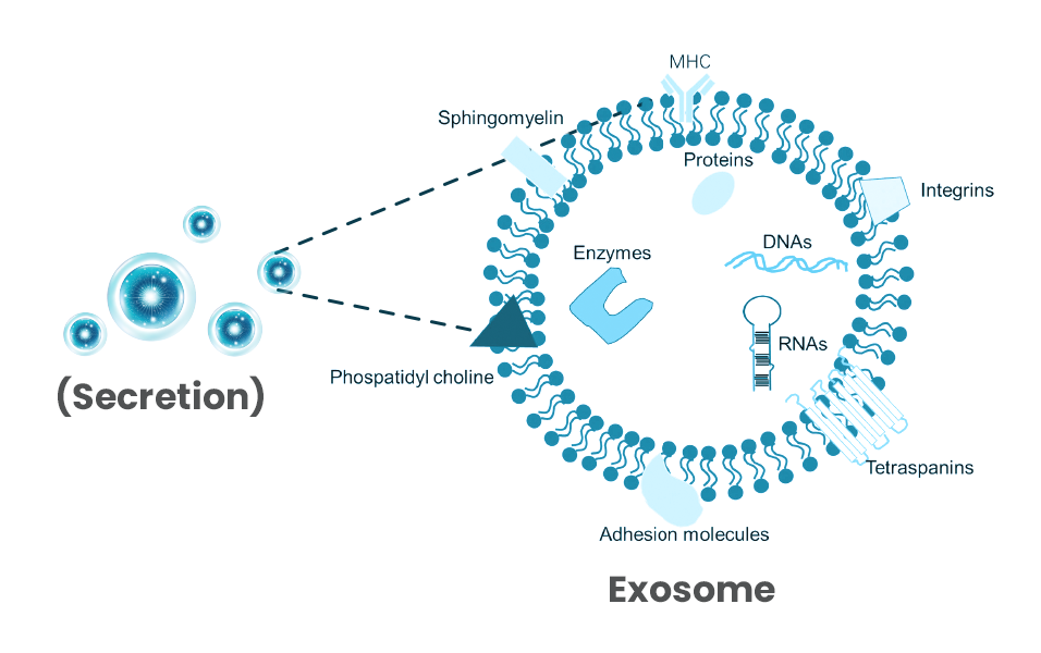 Exosomas de origen vegetal
