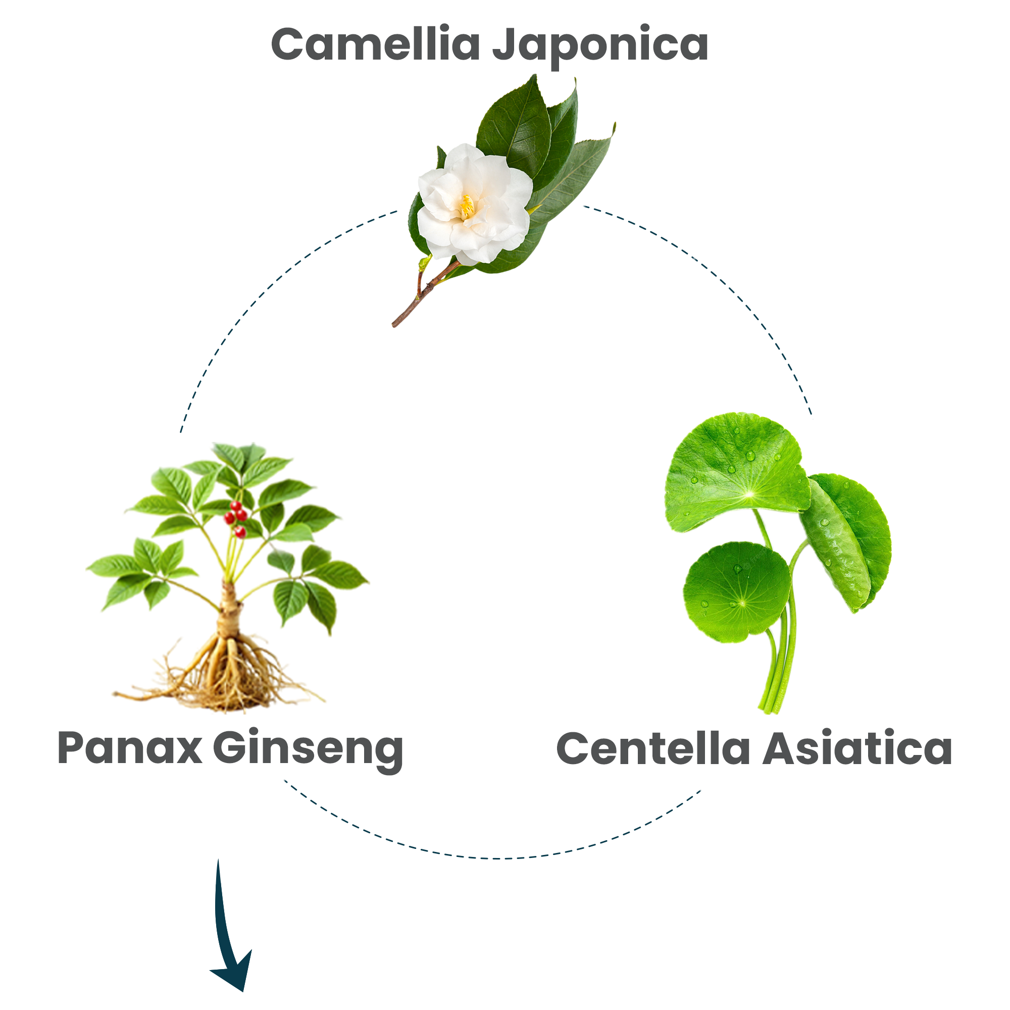 Exosomas de origen vegetal
