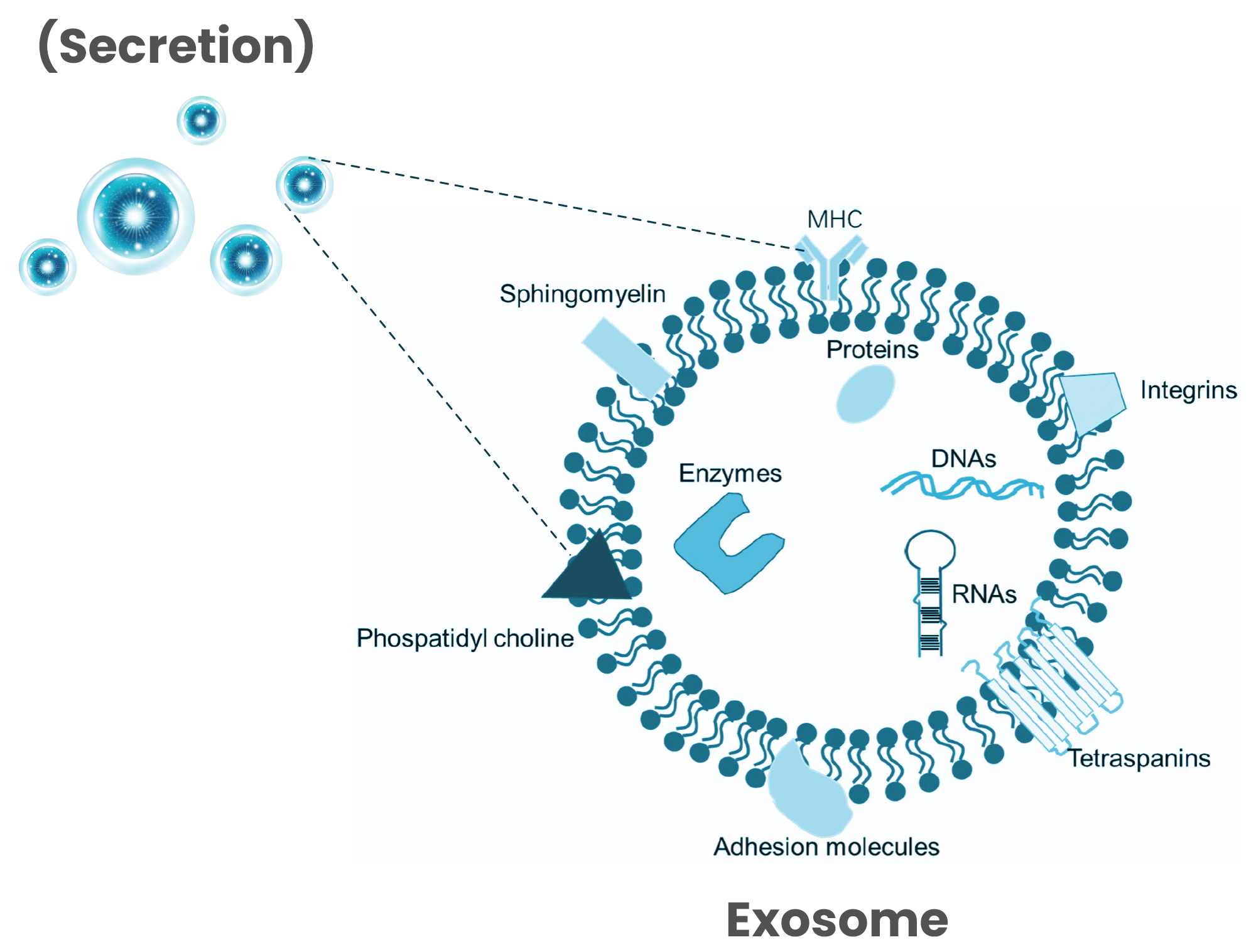 Exosomas de origen vegetal