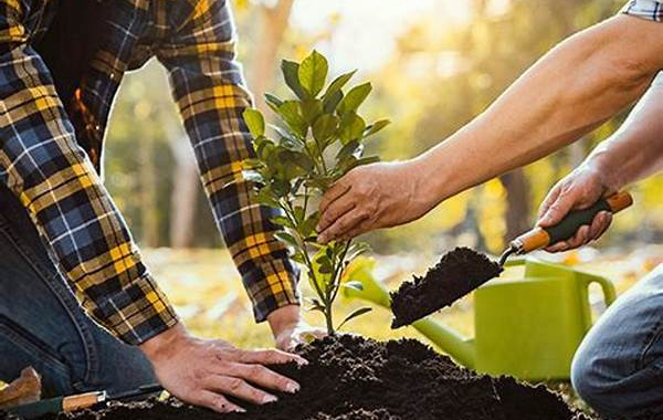 Cách chăm sóc cây cảnh ngoài trời chỉ với 5 bước giúp cây luôn xanh tốt