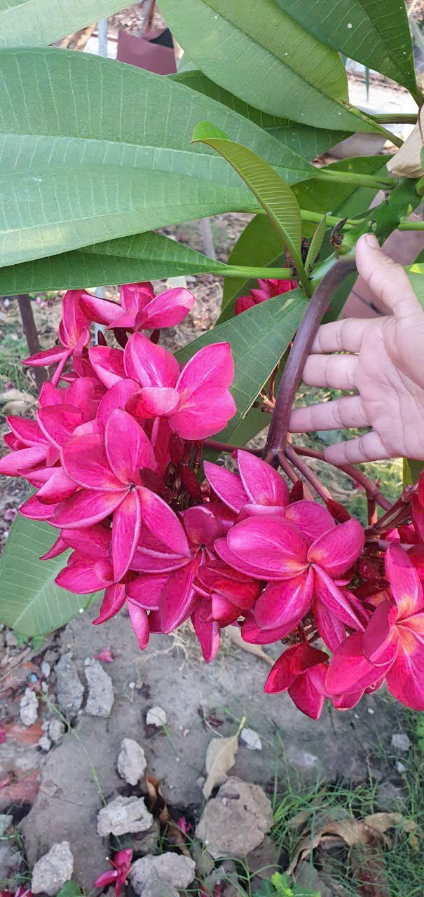 CÂY SỨ ĐẠI