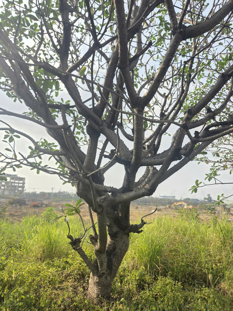 CÂY SỨ ĐẠI