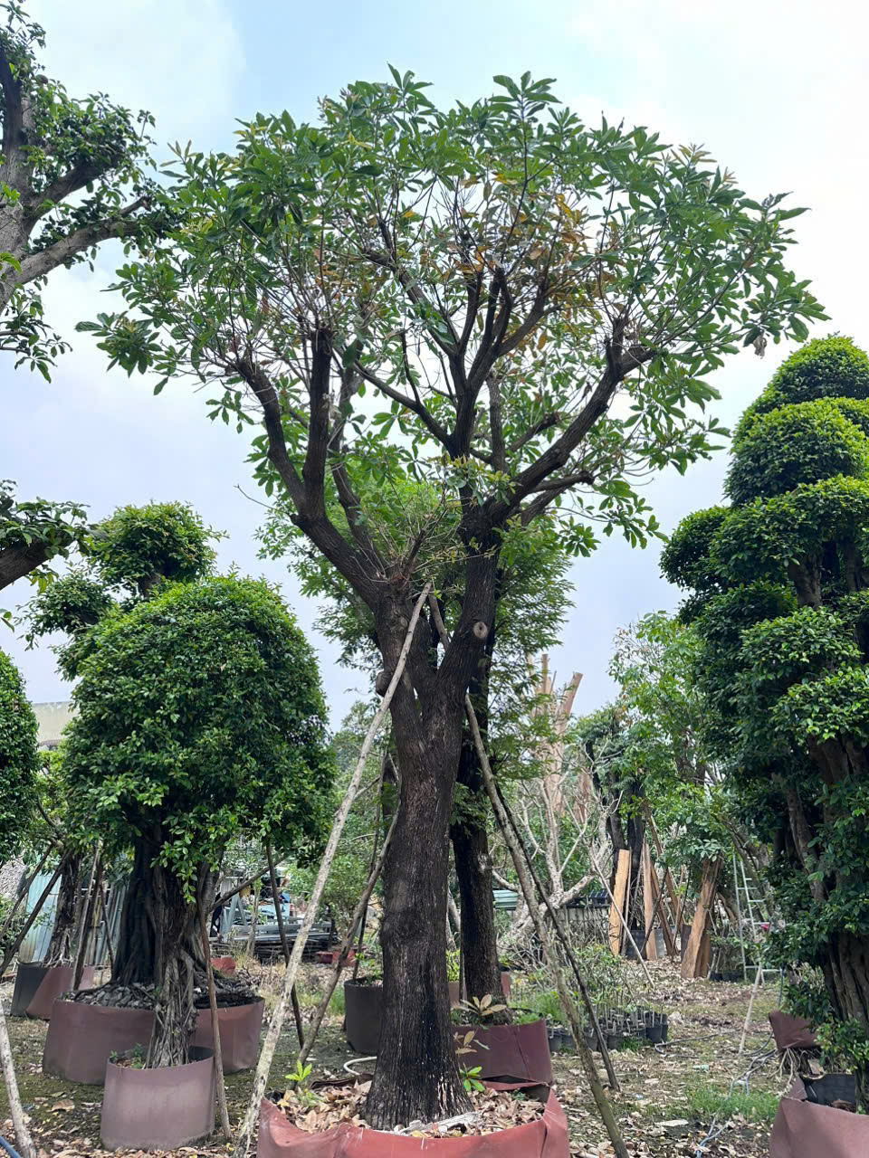 CÂY LỘC VỪNG