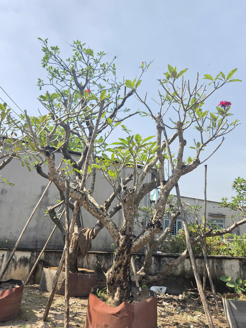 CÂY SỨ ĐẠI