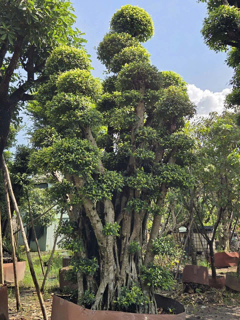 CÂY SI