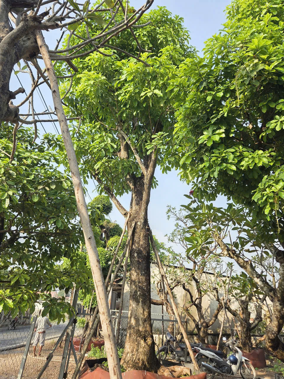 CÂY LỘC VỪNG