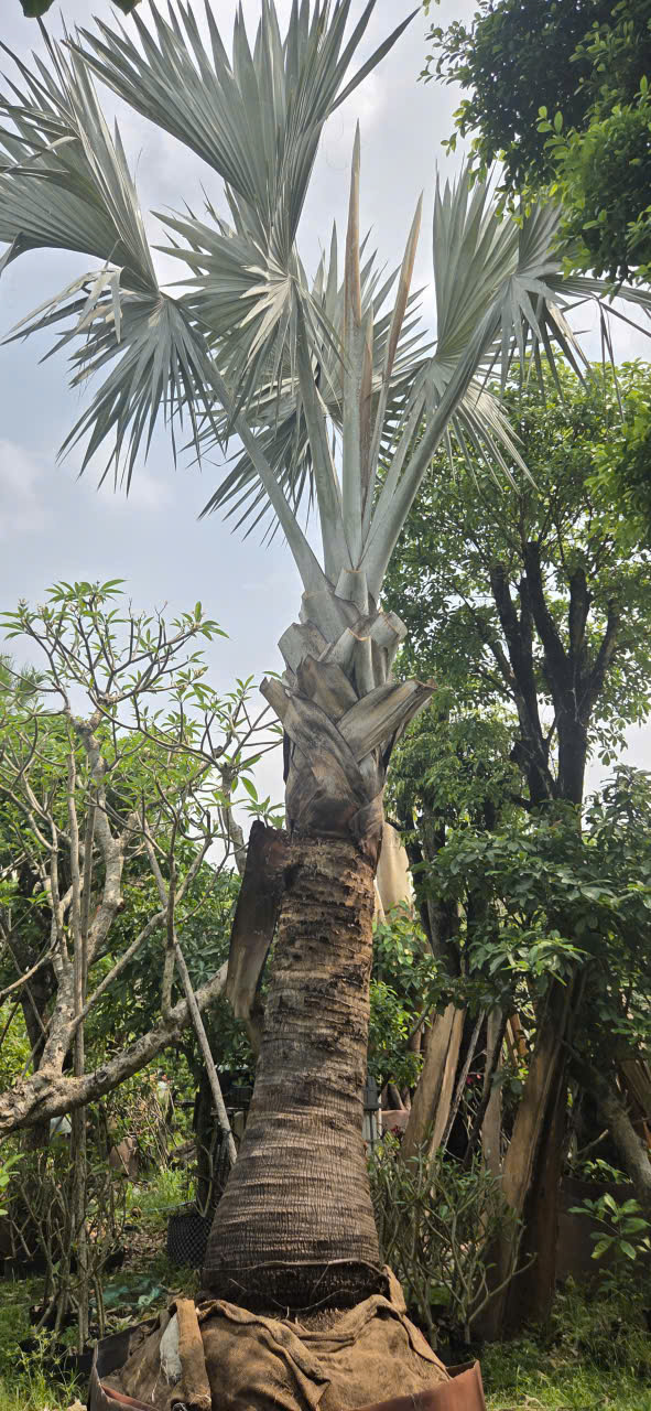 CÂY KÈ BẠC