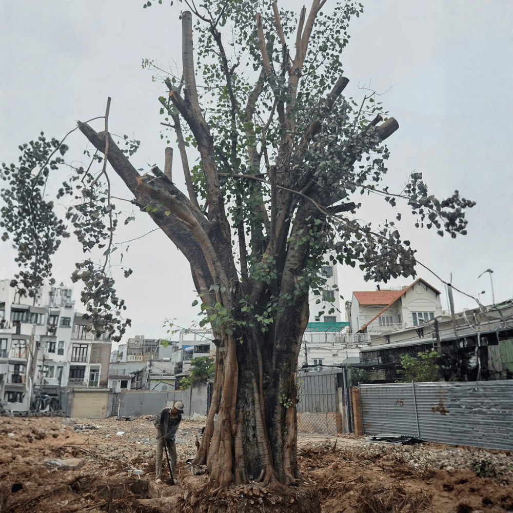 CÂY BỒ ĐỀ